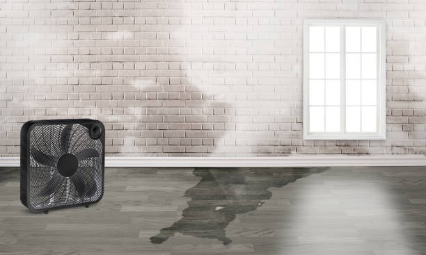 Best Water damage cleanup near me  in Shark River Hills, NJ